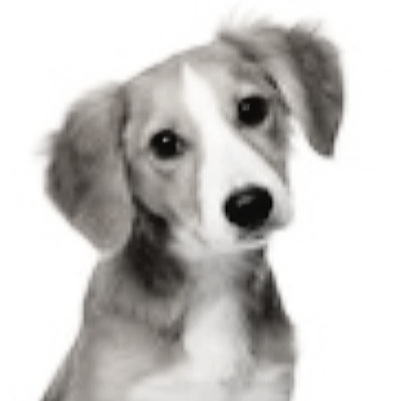 48" Dog Leash Wedding Formal Black Tie Ribbon Bow Collar - Picture 5 of 6